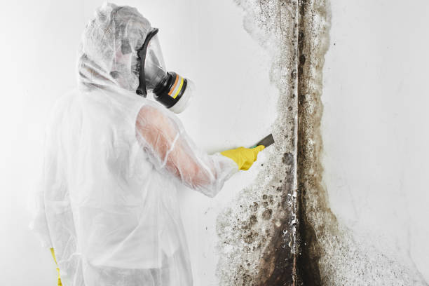 Best Basement Mold Remediation in Lisbon, OH