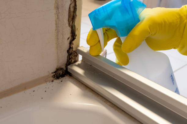 Best Residential Mold Remediation in Lisbon, OH
