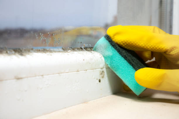 Best Post-Flood Mold Remediation in Lisbon, OH