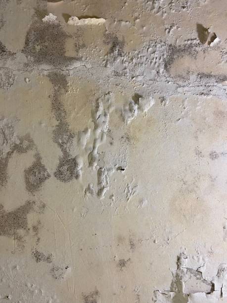 Best Commercial Mold Remediation in Lisbon, OH