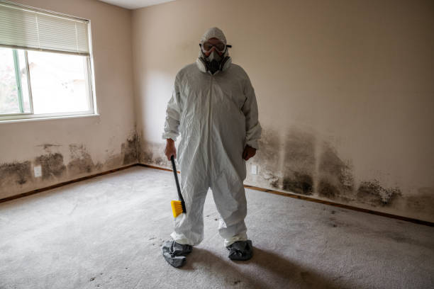 Best Black Mold Remediation in Lisbon, OH